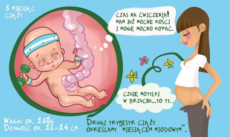 Rozwój dziecka w ciąży