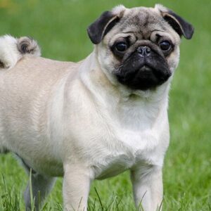 Kto może liczyć na opiekunkę z MOPS? Sprawdź swoją kwalifikację!