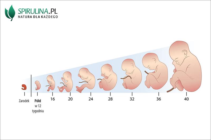Muzyka i dźwięki w ciąży