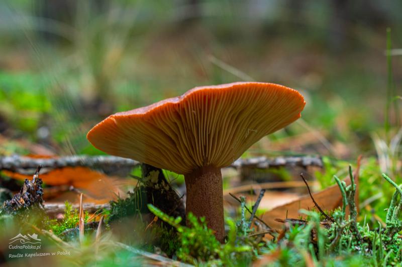 Kulinarne legendy i polska kuchnia