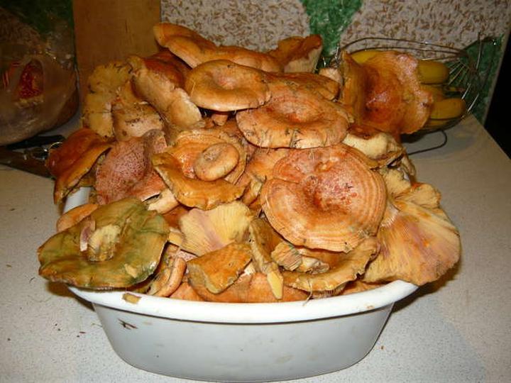 Rudy rydz w polskiej kulturze